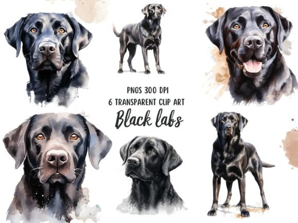 Black Labs Watercolor Clipart Set: A Visual Designer’s Review for Real Content Publishing