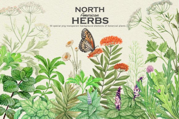 h1Watercolour North American Herbs Illustrations for Brand Storytellingh1